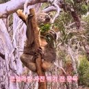 사진 공짜로 찍었다가 호주 명물이 된 한국인 커플.jpg 이미지