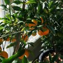 이브농장 이미지