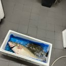 킨메다이(점성어) 손질