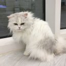 캣플헤븐 AK플라자금정점 이미지