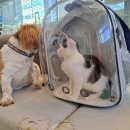 지안동물의료센터 이미지