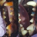 공원옆 동물병원 이미지