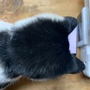 고양이 좋아하세요?