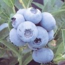 석류, 벚나무, 블루베리 이미지