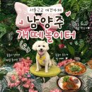 밀크밤의정부 | 서울근교애견카페 남양주 개떼놀이터 식사하면 입장료 무료 가성비 최고 후기