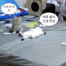 [투표]분식집 시뮬레이션 돌려 이미지