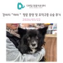 김수의과 동물병원 | 광명 동물병원) 강아지 "까미" 항문주위선종 항문종양, 조직구종 제거 수술 후기