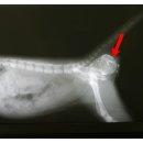 쿨펫동물병원 이미지