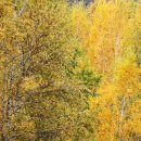 자작나무숲 가는 길 이미지