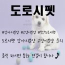 도로시 펫 이미지