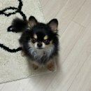 반려동물을 위한 수제간식&아로마제품 제작반 | 옥정 반려동물 수제간식 멍멍몽드! 강아지간식으로 추천!