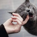 데본냥이 이미지