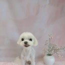 꿈꾸는 댕 이미지