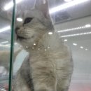 구미도로시 이미지