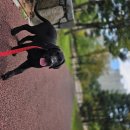 블랙 라브라도 래브라도 리트리버 가정분양 이미지