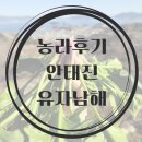안태진 유기농 유자 | [농라 후기] 안태진유자남해 시금치 / 손가락당근