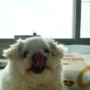 치석제거에 좋은 바잇미 닥터이너피스 강아지 덴탈껌 세번째 급여 후기 w치아편식, 양치 사각지대