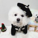 톤온펫