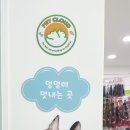 멋내는 애견 이미지