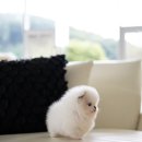 탑클래스 퍼피 이미지