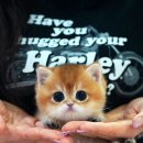 캣프렌즈 이미지