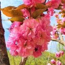 서산 가야산~겹벚꽃(4월27일) 이미지