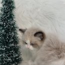 베베멍 강아지고양이분양 시흥본점 이미지