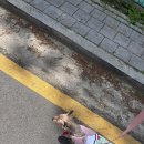 멈머냠냠 | 검단사거리역 멈머냠냠 강아지 수제간식/원데이클래스