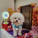 하리스펫 이미지