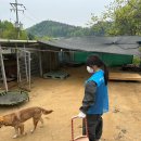 순둥이 | 26.05.02_콜리하우스 순둥이 유기견 봉사 후기｜주의사항·준비물 총정리 (Feat. 봉봉단 은색명찰)