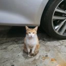 고성수산횟집 이미지