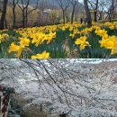 어린이공원12호(산림조합) | 진주 월아산 숲속의진주 봄봄봄축제 수선화 벚꽃 동시에 즐기는 봄꽃 여행지