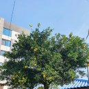 서귀진지 이미지