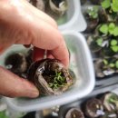 레몬향데이지 이미지