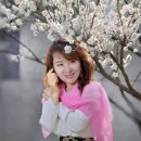 매화향기 티스토리