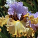 아이리스 이미지