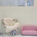 도블리펫 이미지