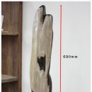 화석(규화목) 이미지