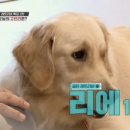 하이멍멍 이미지