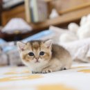 미니펫 강아지분양 고양이분양 부천점 이미지