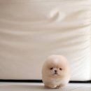 퍼피크림