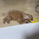 멍시앙 네이버블로그