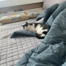 동이몽이 이미지