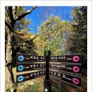 치악산둘레길 9코스 자작나무길 이미지