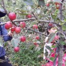 동백꽃마을 이미지