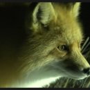 붉은 여우 PC 이미지