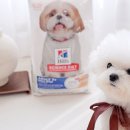 베네핏 움직임 센터 | 강아지 사료 추천 노령견 겨울 건강관리는 힐스 어덜트 7+