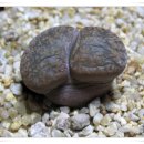 배불뚝이 이미지