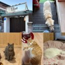 설희민박 | 강릉 주문진 동물들이랑 보내는 촌캉스 민박 | 복돌네민박