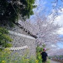 서홍동-12 | 서홍동 웃물교 벚꽃 실시간 개화 상황, 변시지 그림정원 주차 및 산책 코스